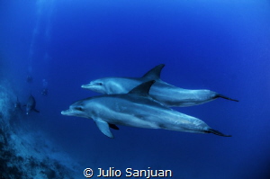 Wild dolphins encounter by Julio Sanjuan 